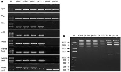 Further Spread of a blaKPC-Harboring Untypeable Plasmid in Enterobacteriaceae in China